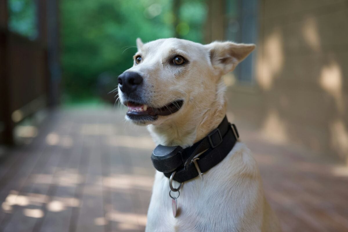 Light-colored dog wearing black shock collar.