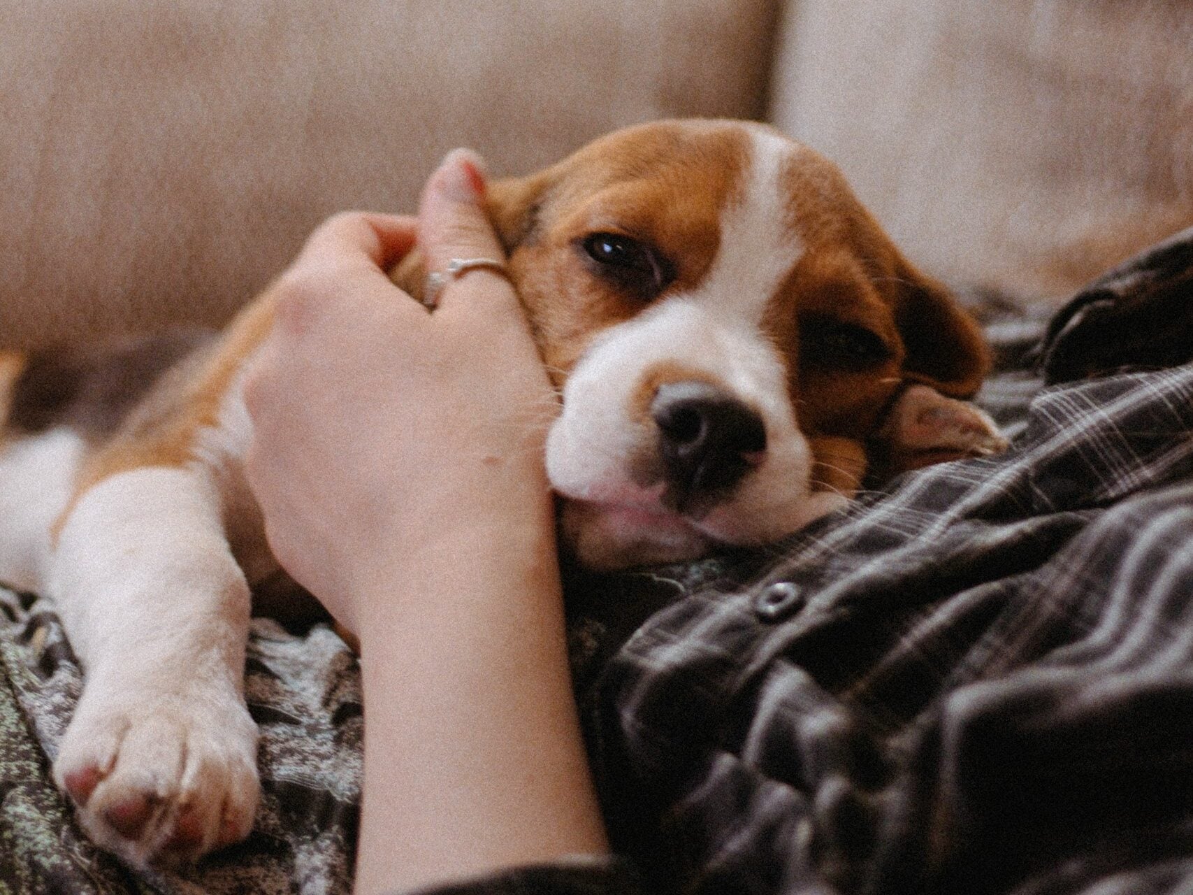 Beagle cuddled against person.