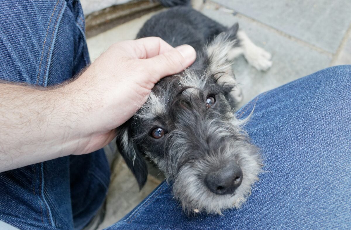 Nervous small dog rests head on person's leg and seeks reassurance with pets.