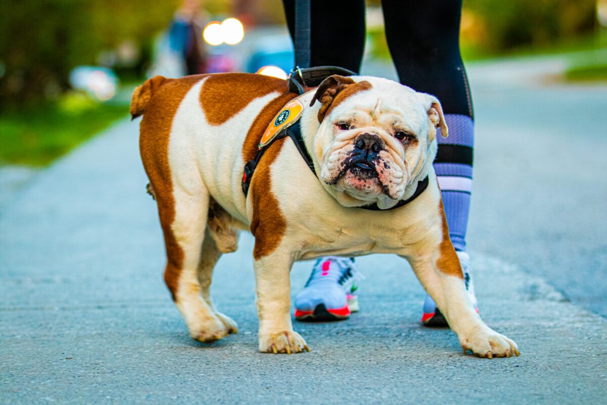 English Bulldog on walk.