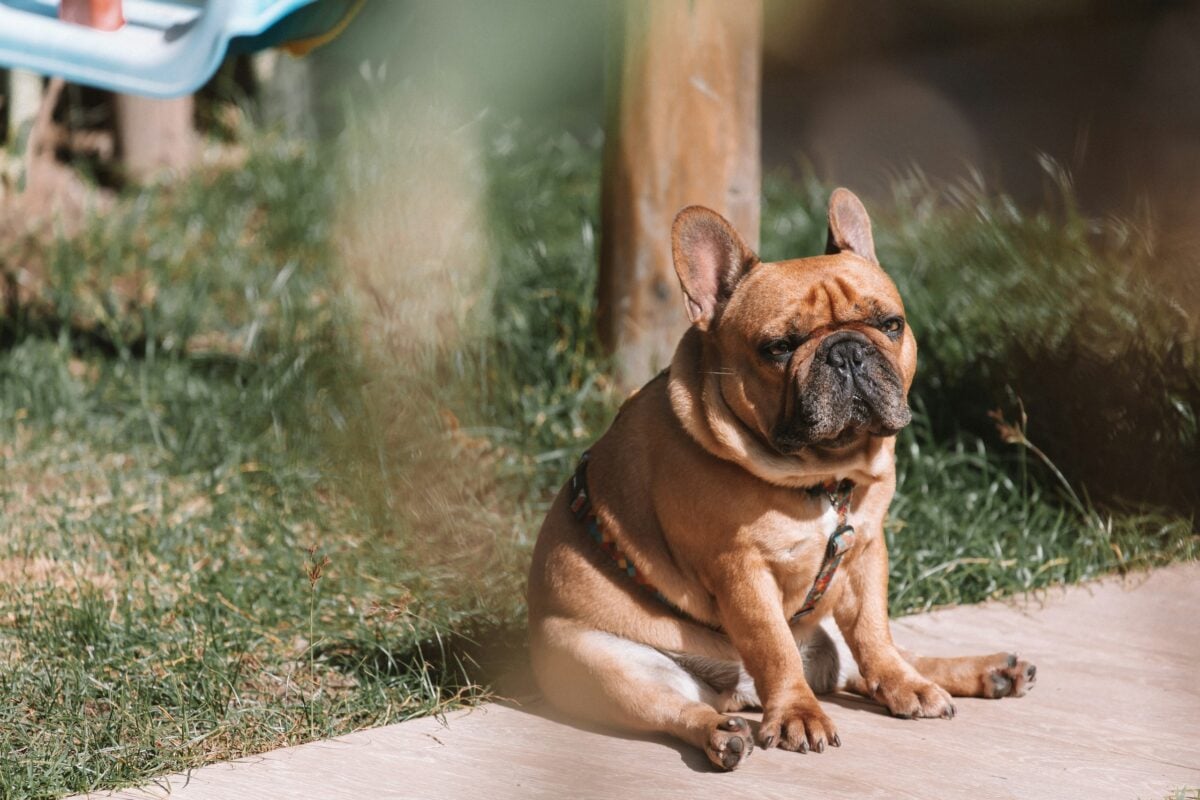 Small French Bulldog sitting outside looking miserable.