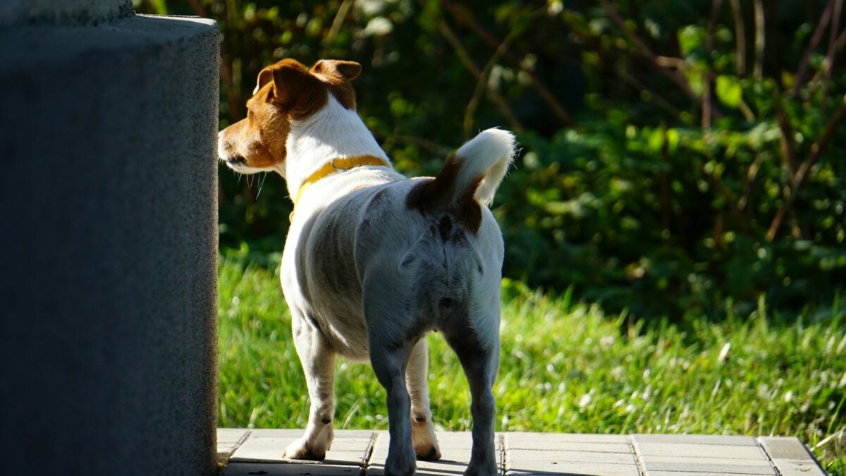 Jack Russell Terrier standing at edge of yard, fixated on wildlife.