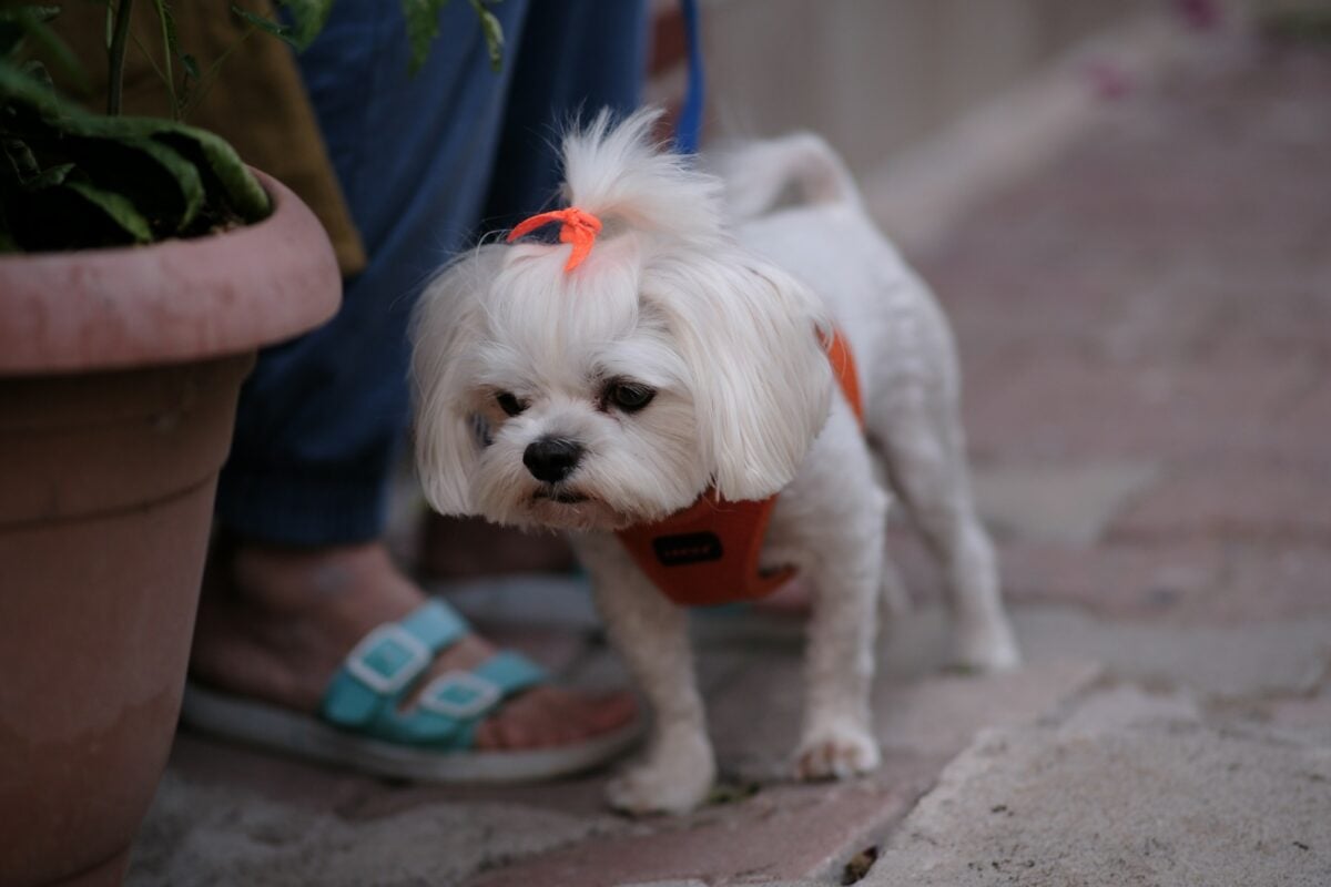 Maltese dog with a harness on walking with owner.