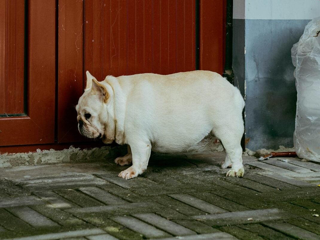 Overweight, white French Bulldog walks near a red door.