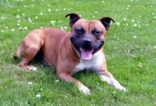 A young Staffordshire Bull Terrier dog sitting in the grass smiling at camera.