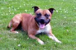 A young Staffordshire Bull Terrier dog sitting in the grass smiling at camera.
