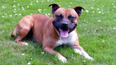 A young Staffordshire Bull Terrier dog sitting in the grass smiling at camera.