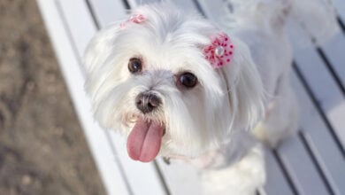 almost sharp photo. photo session of the Maltese lapdog in the park on a white bench.