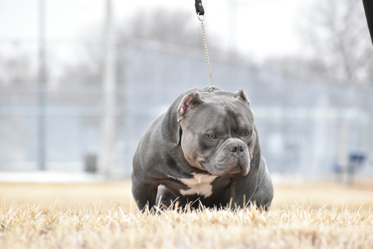 Overweight gray American Bully in a field.