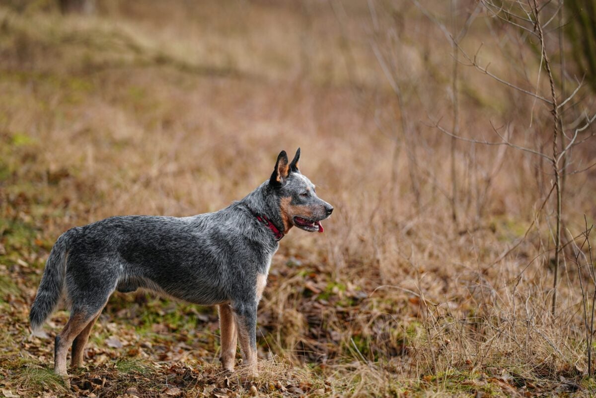 Australian Cattle Dog standing in field, showing side profile.