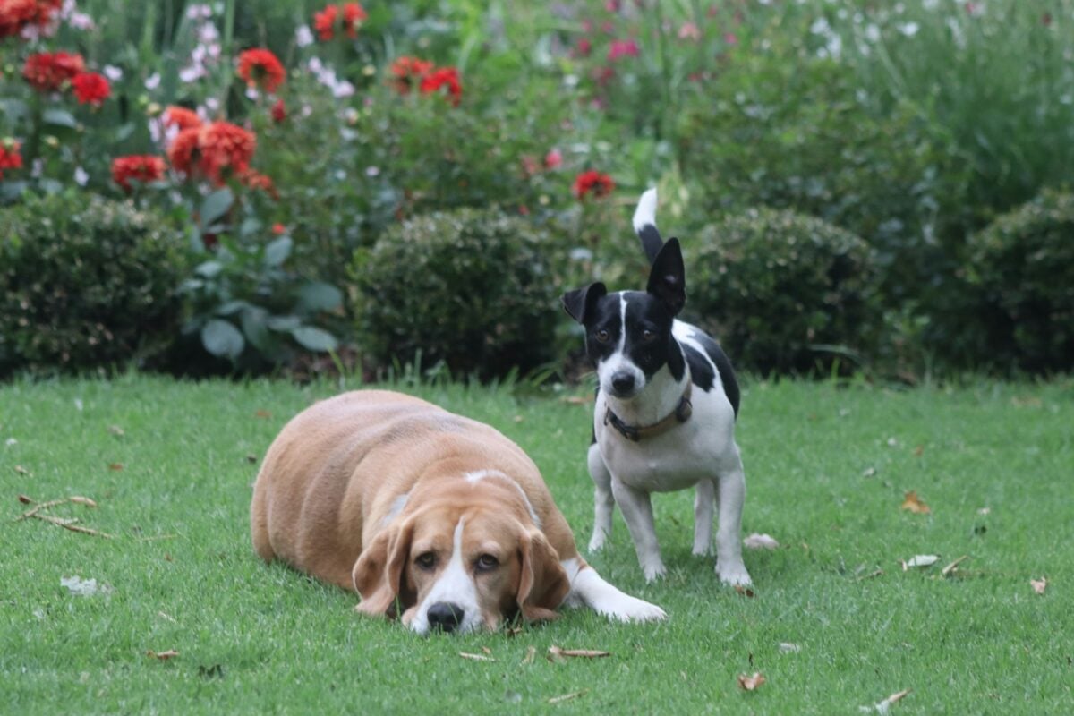 Beagle & Jack Russel Hi from Mackthebeagle