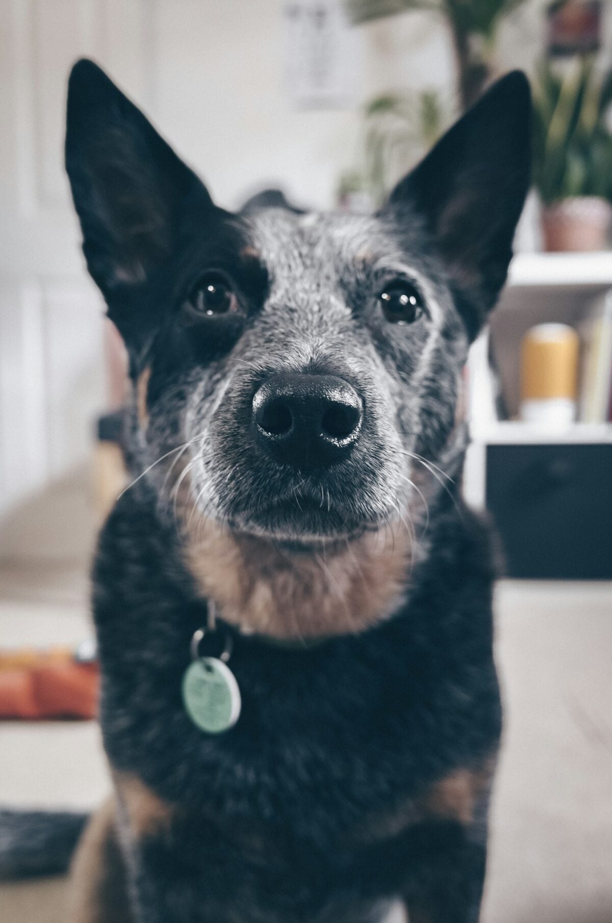 Blue Heeler staring at owner.