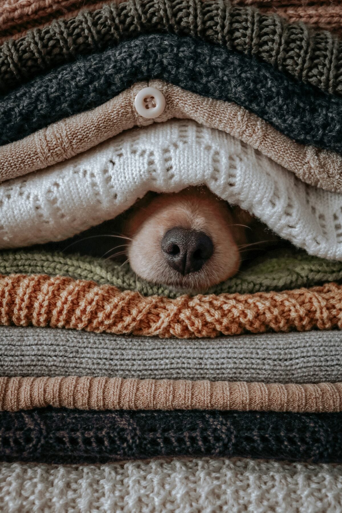brown and white dog in a stack of clothes