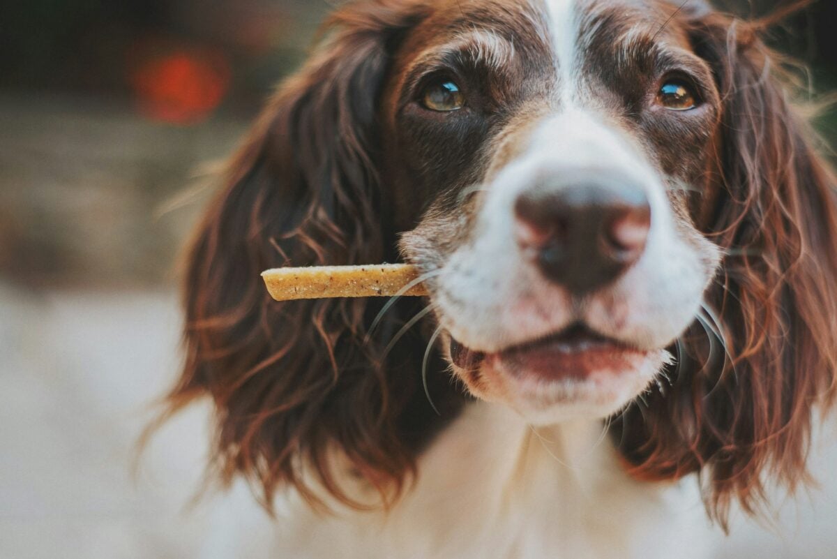Spaniel holds treat in mouth.