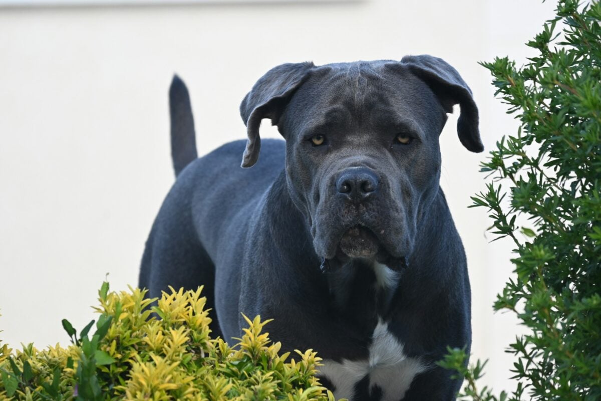 Cane Corso dog staring through the bushes.