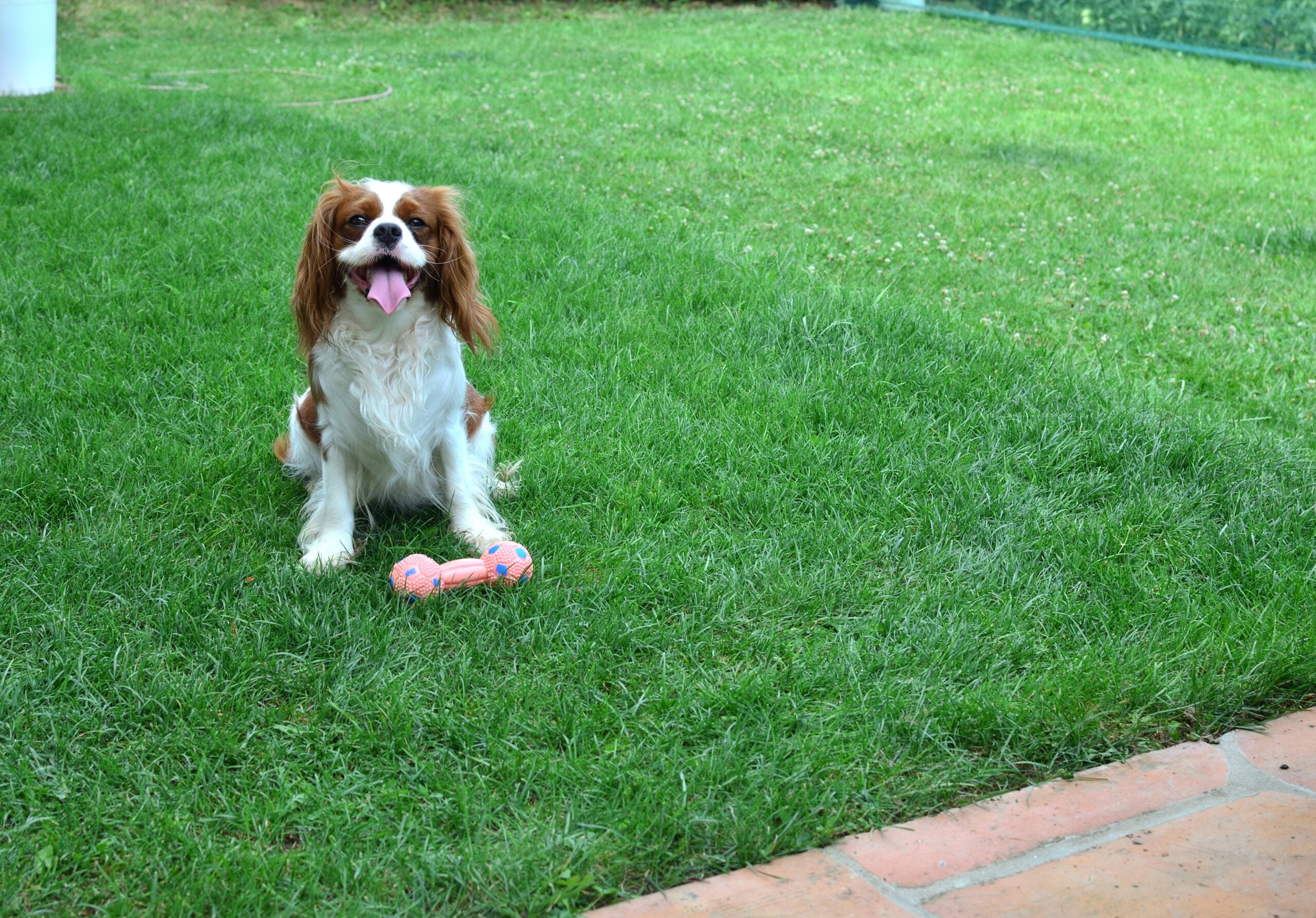 Cavalier King Charles Spaniel on a lawn