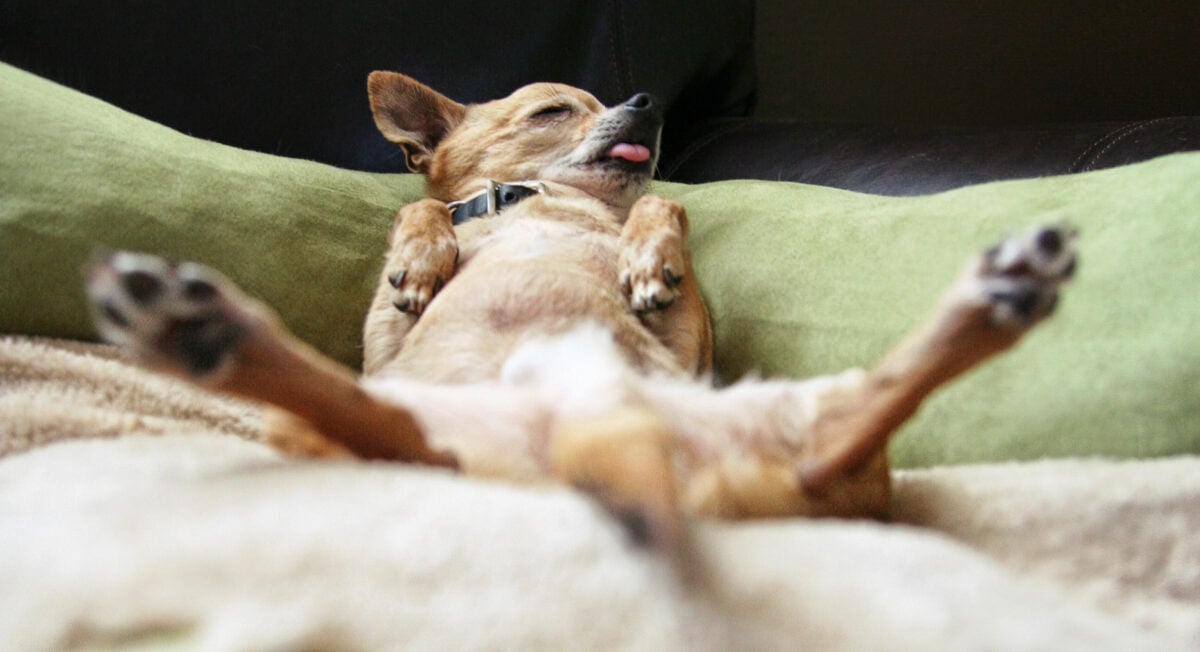 chihuahua mix dog lying on the couch