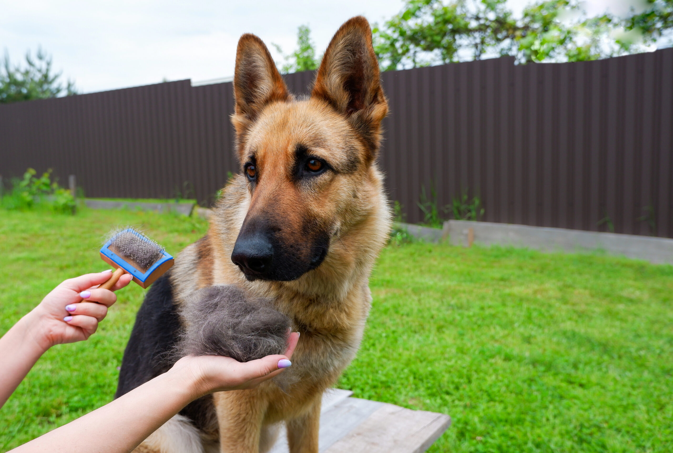 Dog grooming. The girl on the green grass is combing the fur of a German Shepherd.