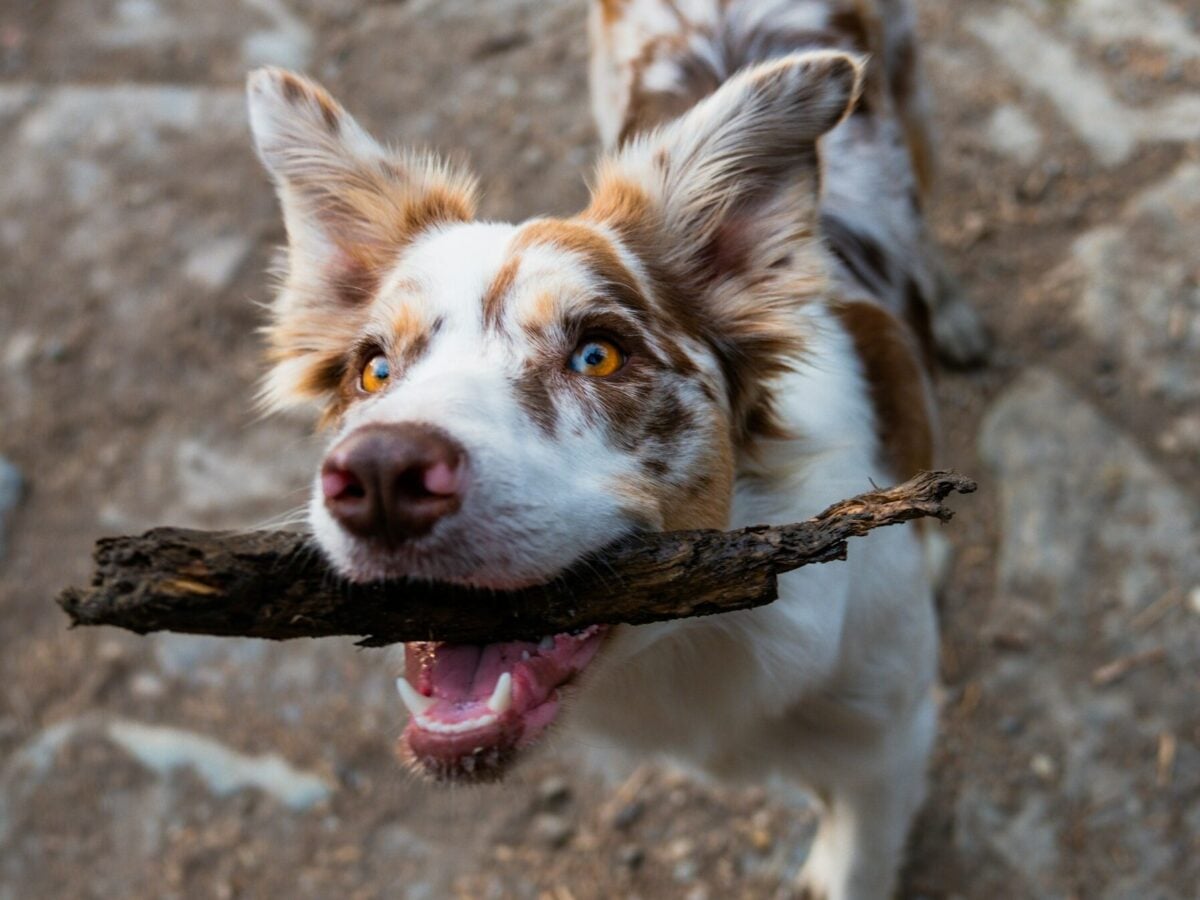 Border Collie happily brings stick to owner.