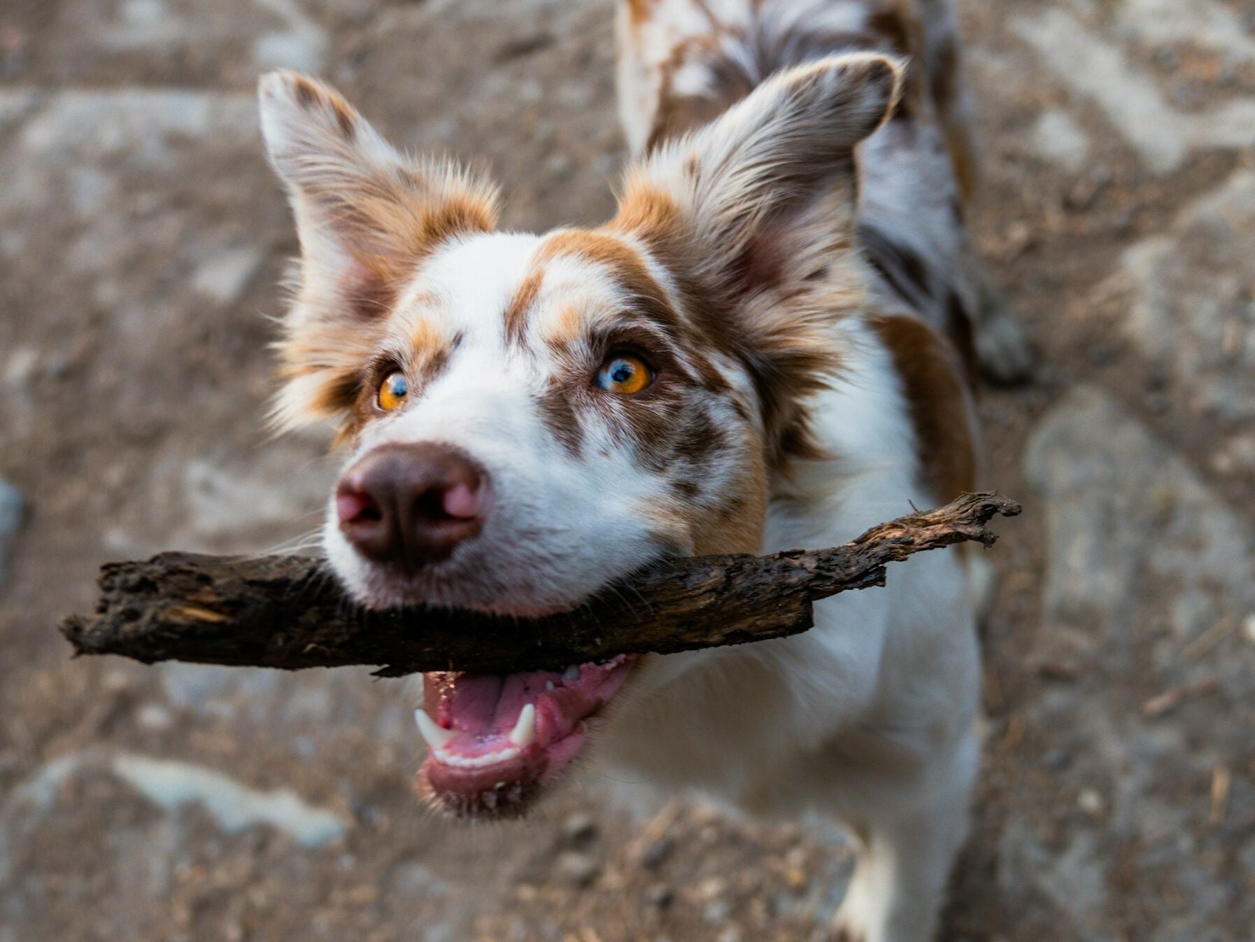 Border Collie happily brings stick to owner.