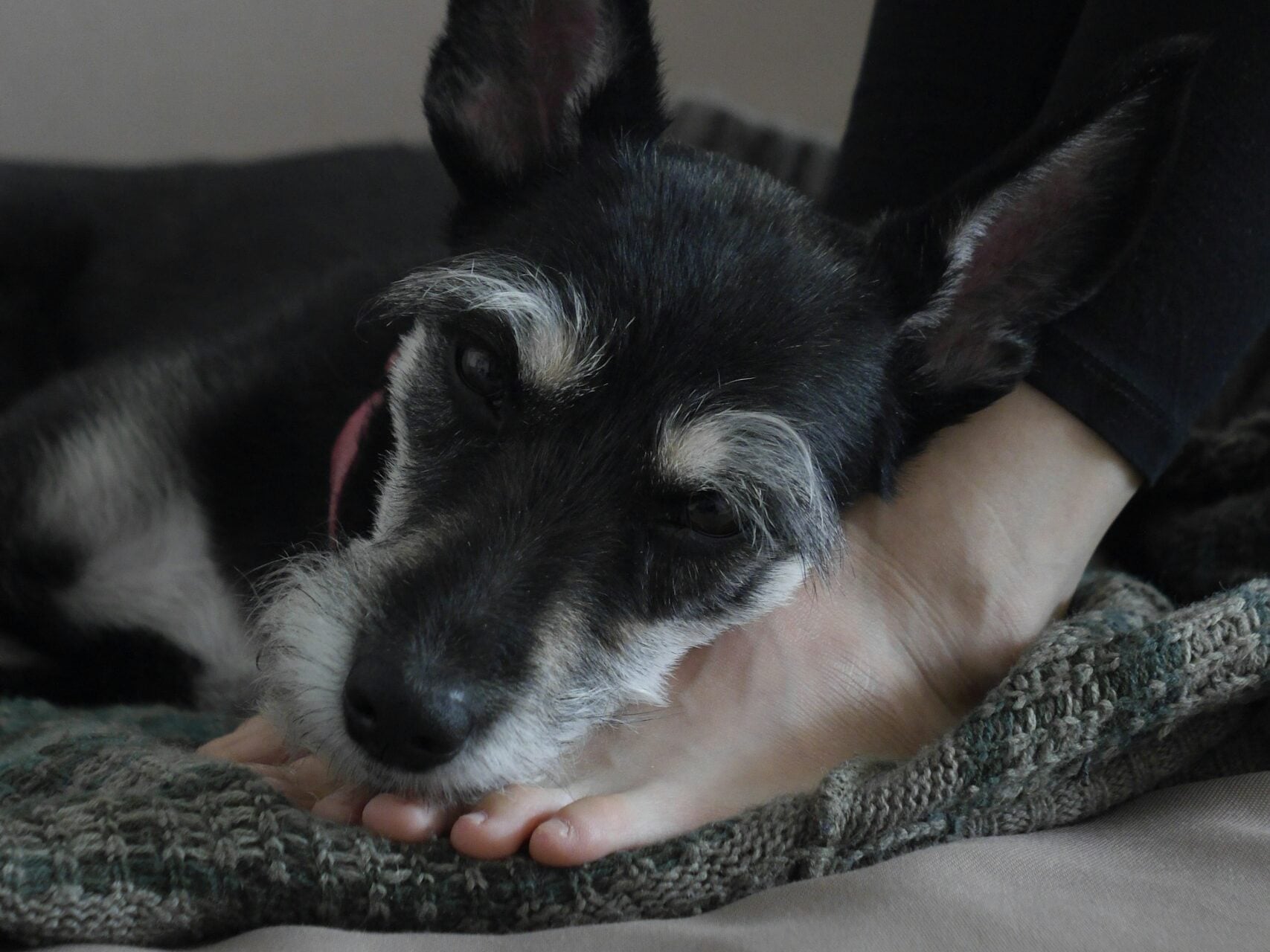 Dog laying on mom's feet.