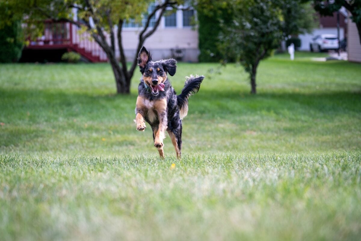 Dog running in a big yard.