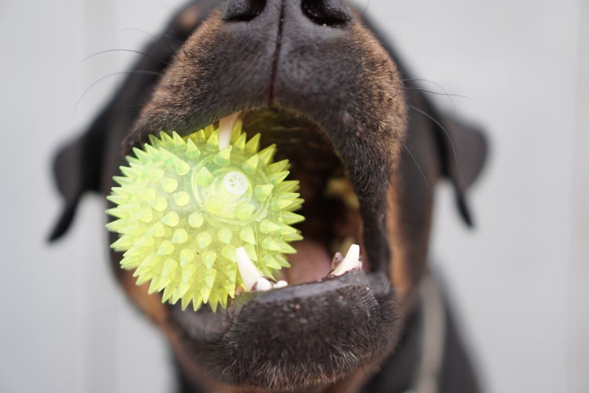 Rottweiler puppy holds green ball in mouth.