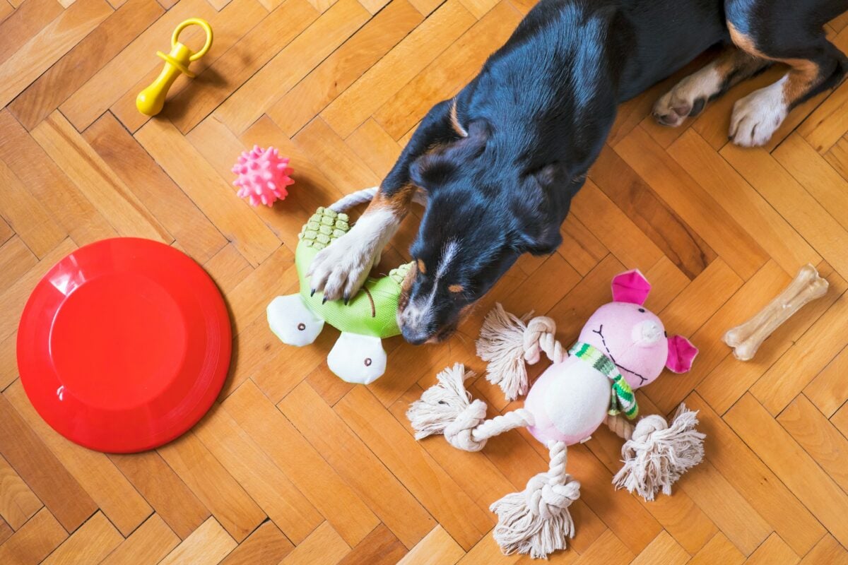 dog toys,dog playing,dog chew toy,dog frisbee,dog rope,dog bone,dog ball,dog,puppy,