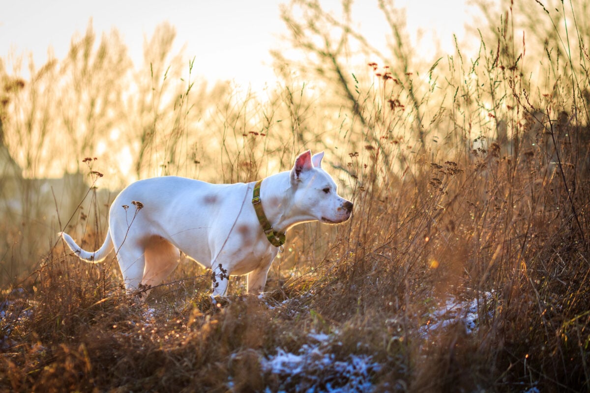 Dogo Argentino in the meadow.