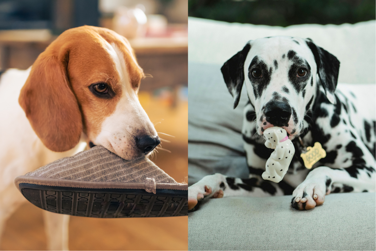 dogs holding objects in mouth