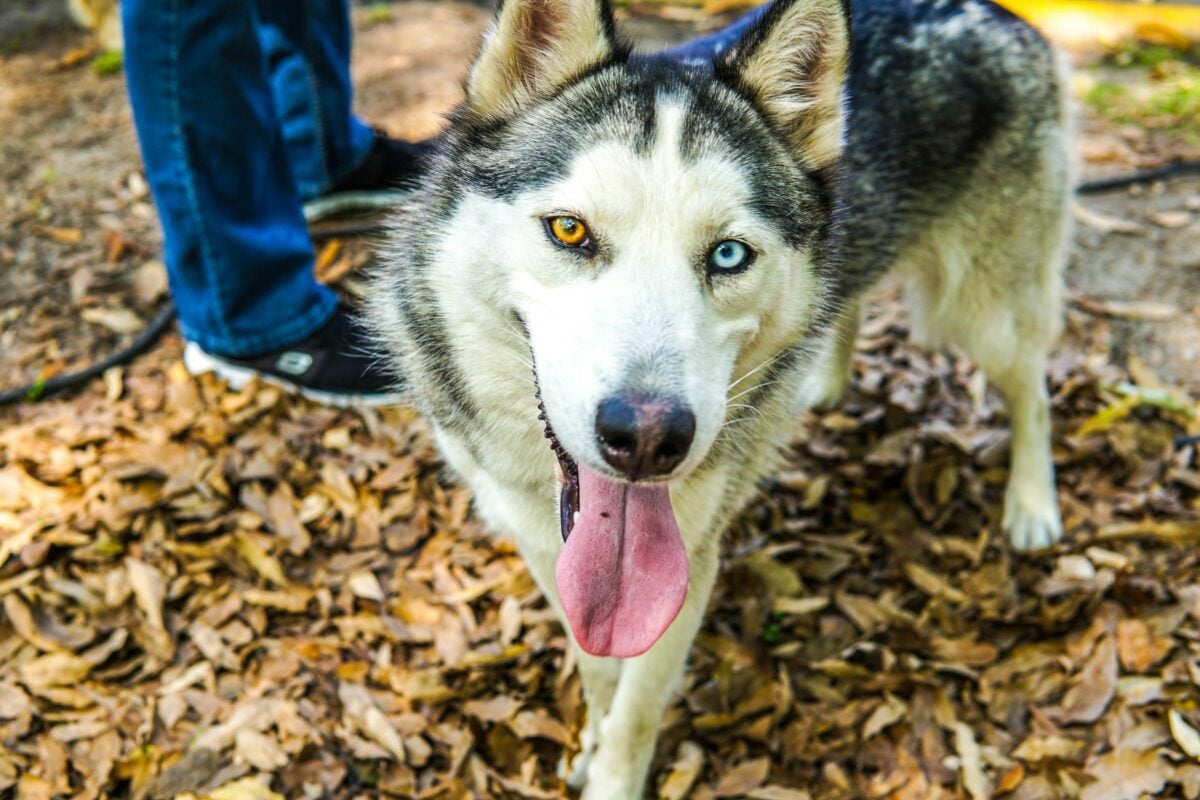 Friendly Husky with heterochromia.