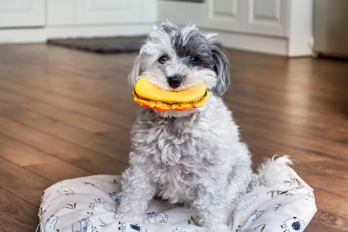 funny dog with rubber hamburger toy in the mouth