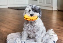 funny dog with rubber hamburger toy in the mouth