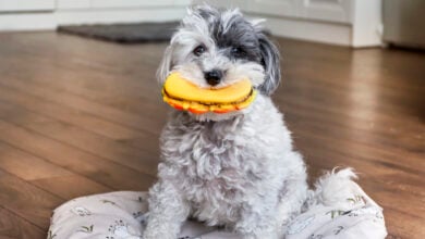funny dog with rubber hamburger toy in the mouth