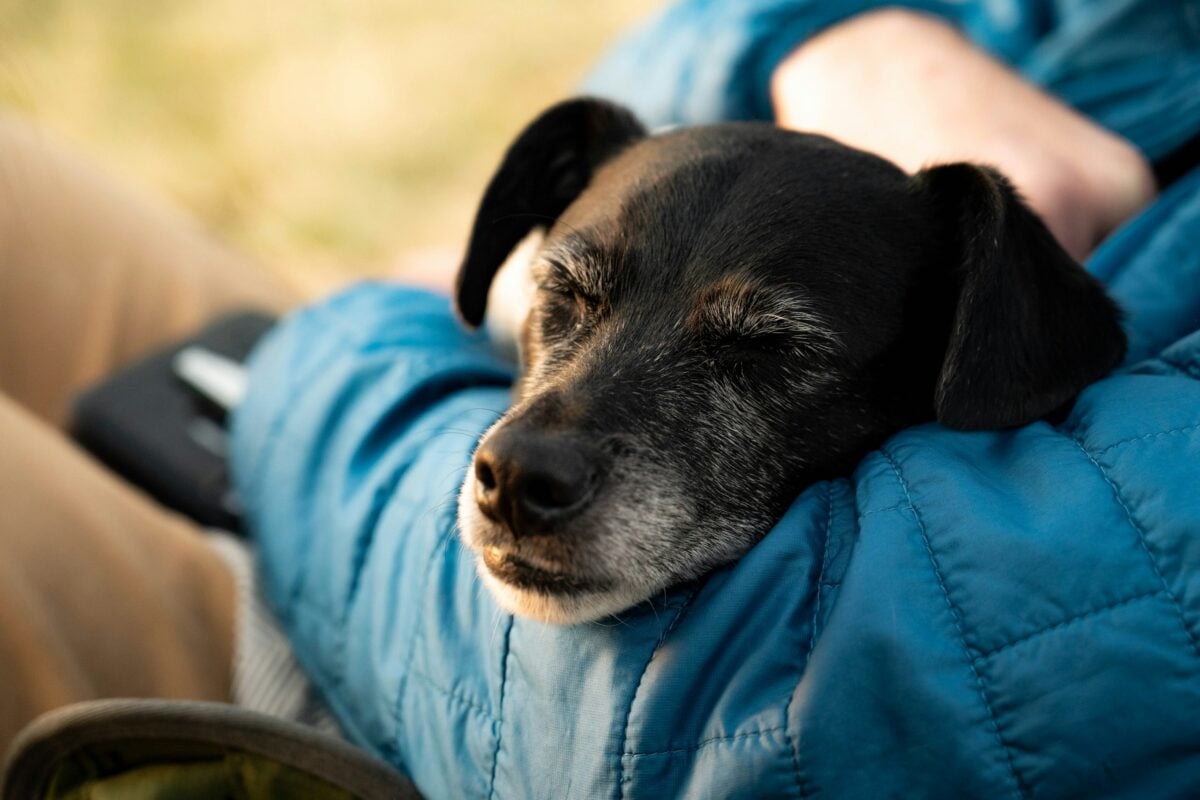Old dog sleeping in arms of owner.
