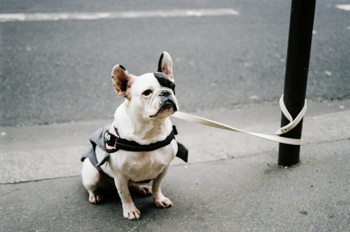French bulldog sits patiently while attacked to post outside.