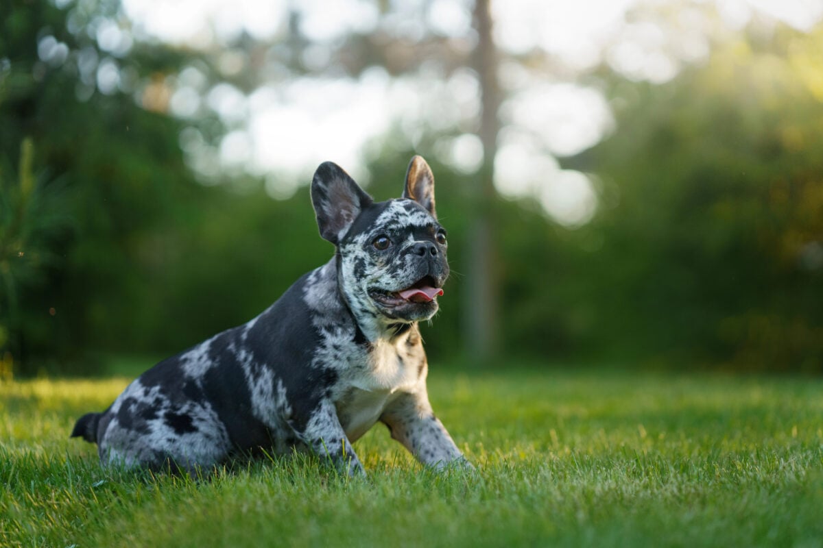 happy Marble French Bulldog. Rare color of the dog. funny puppy on the grass. pet outdoors