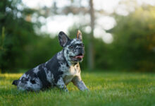 happy Marble French Bulldog. Rare color of the dog. funny puppy on the grass. pet outdoors