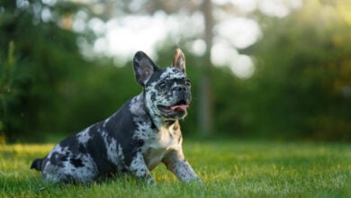 happy Marble French Bulldog. Rare color of the dog. funny puppy on the grass. pet outdoors