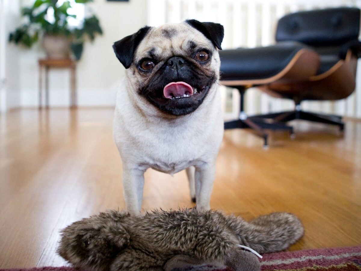 Happy Pug smiles while presenting toy to human.