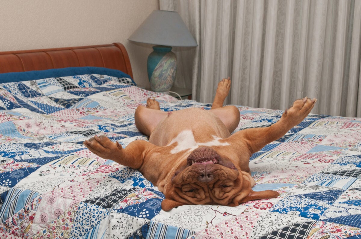 Huge dog is lying upside-down on her back on master's bed with handmad