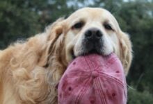 Golden Retriever proudly holding red baseball cap in mouth.