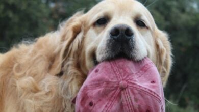 Golden Retriever proudly holding red baseball cap in mouth.