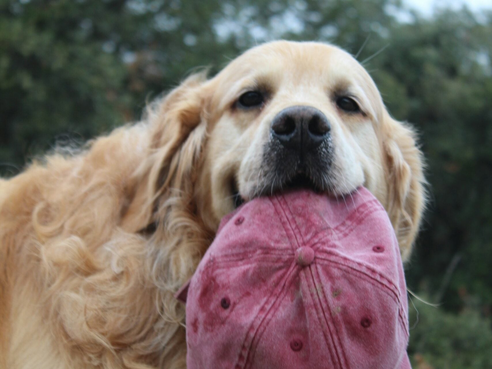 Golden Retriever proudly holding red baseball cap in mouth.