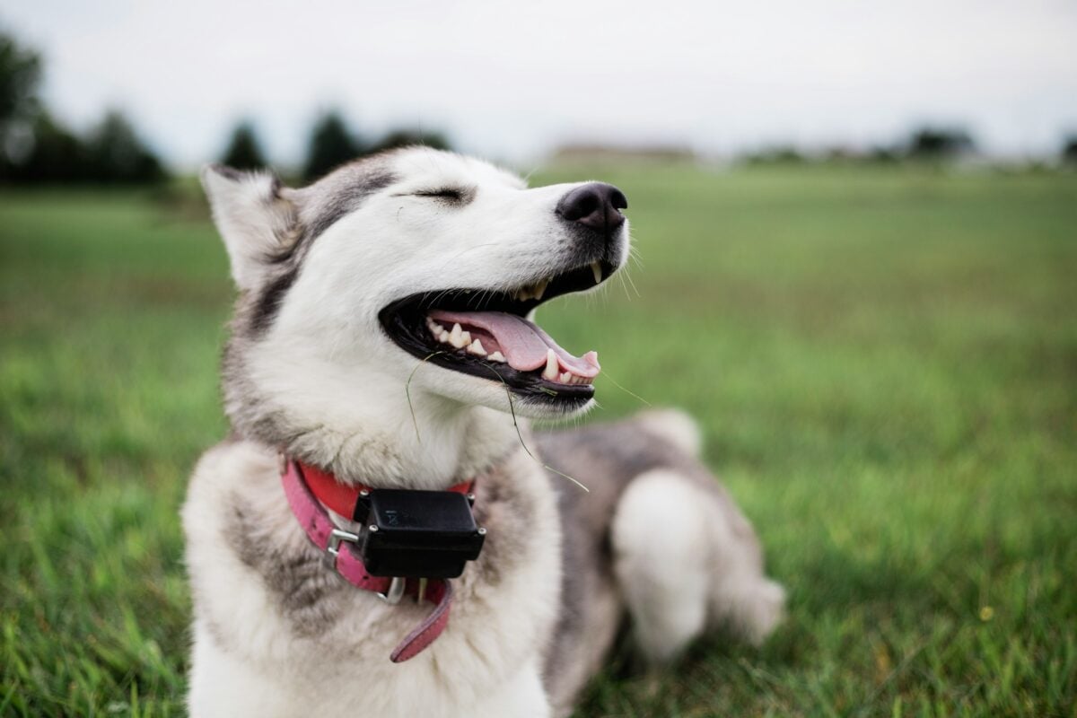 Siberian Husky puppy lying on grass while wearing shock collar.