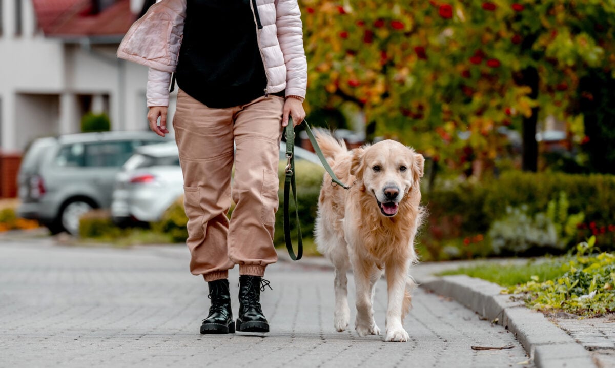 Preteen girl wear on golden retriever dog lace outdoors. Pretty woman with purebred pet doggy walking at autumn street