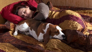 sleeping woman and its dog