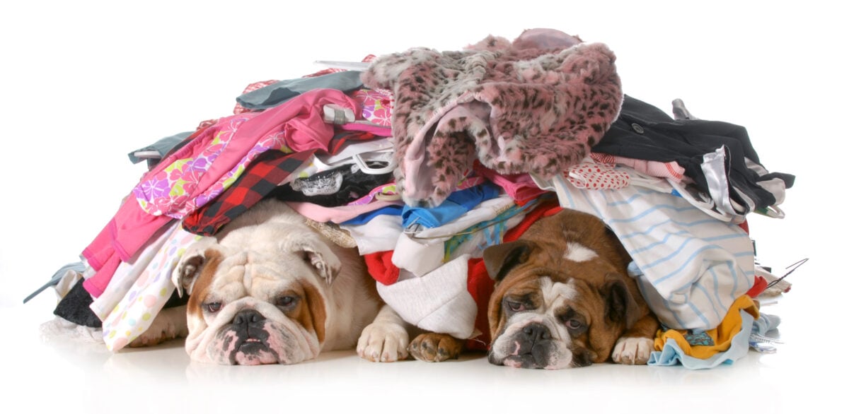 Two bulldogs sleeping in a pile of dirty laundry