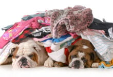 Two bulldogs sleeping in a pile of dirty laundry