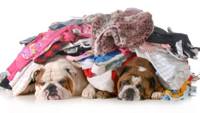 Two bulldogs sleeping in a pile of dirty laundry